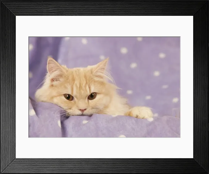 Framed Print : CAT - Ginger cat (head shot) Framed Print : CAT - Ginger cat (head shot)