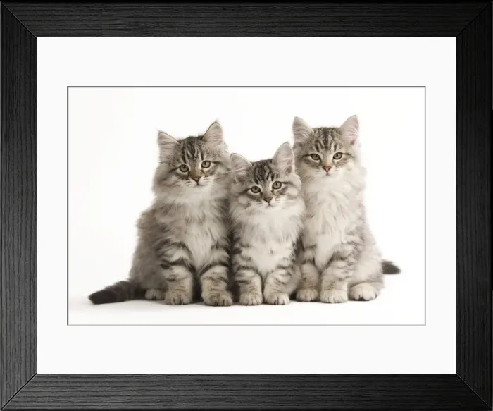 Framed Print : Cat - Siberian Cats - sitting together Framed Print : Cat - Siberian Cats - sitting together