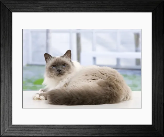 Framed Print : Cat - Birman Framed Print : Cat - Birman