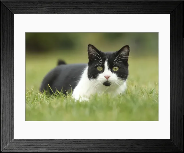 Framed Print : Cat - Black & White Cat Framed Print : Cat - Black & White Cat