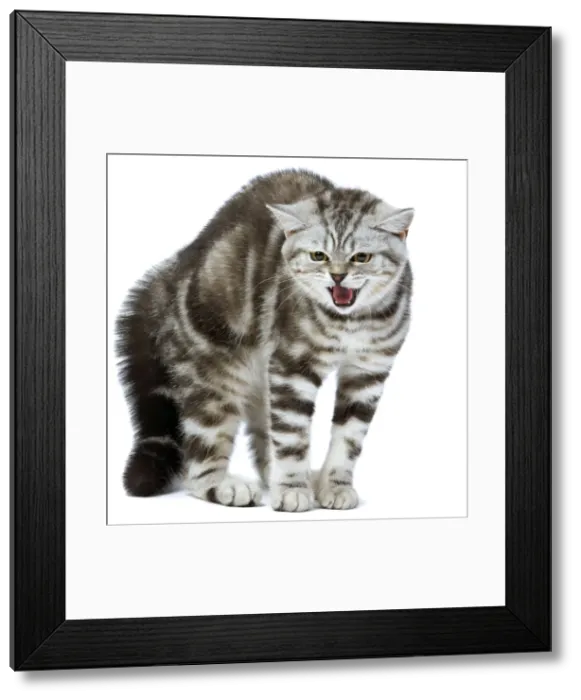 Framed Print : Cat - British Short Hair Silver Spotted Framed Print : Cat - British Short Hair Silver Spotted
