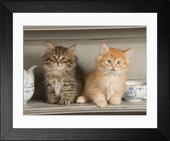 Framed Print : Cat - Siberian Kittens - on shelf with tea cup