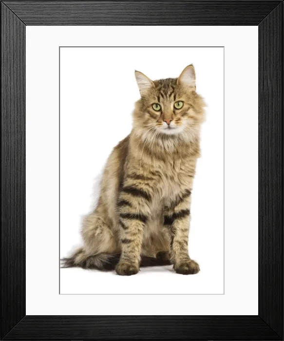 Framed Print : Cat - Norwegian Forest Brown Tabby Cat Framed Print : Cat - Norwegian Forest Brown Tabby Cat