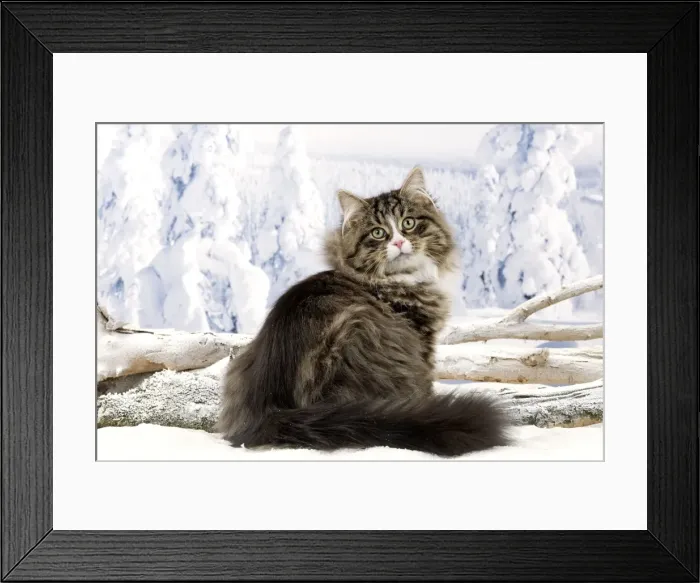 Framed Print : Cat - Siberian Cat - in snow Framed Print : Cat - Siberian Cat - in snow