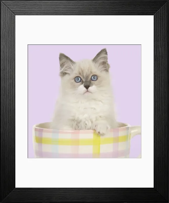 Framed Print : CAT - Ragdoll kitten sitting in tea cup Digital Manipulation: colour background from white Framed Print : CAT - Ragdoll kitten sitting in tea cup Digital Manipulation: colour background from white