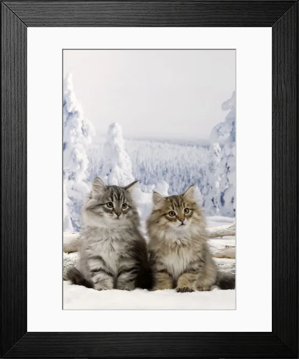 Framed Print : Cat - Siberian Kittens - in snow Framed Print : Cat - Siberian Kittens - in snow