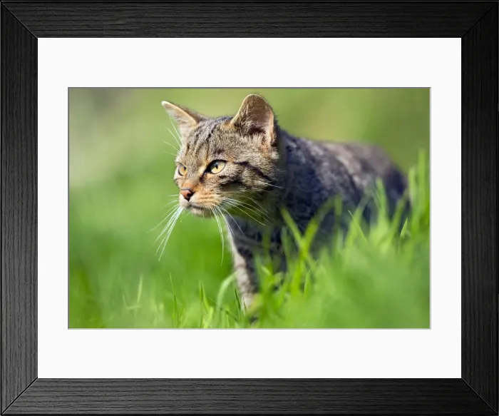 Framed Print : Wild Cat - UK Framed Print : Wild Cat - UK