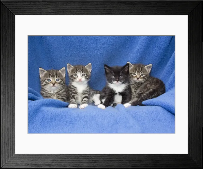 Framed Print : Domestic Cat - four baby kittens sitting on blanket - Lower Saxony - Germany Framed Print : Domestic Cat - four baby kittens sitting on blanket - Lower Saxony - Germany