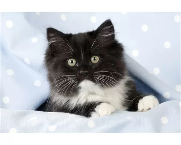CAT - Black and White Cat