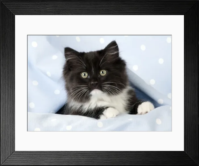 Framed Print : CAT - Black and White Cat Framed Print : CAT - Black and White Cat