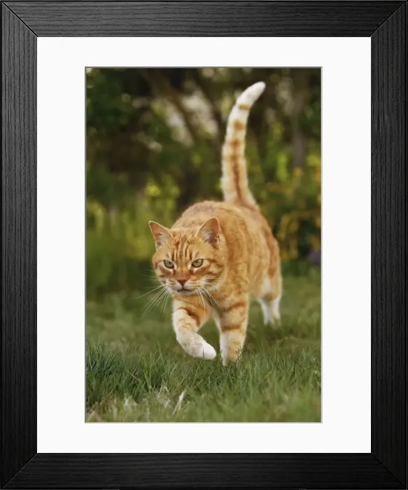 Framed Print : Cat - Ginger Framed Print : Cat - Ginger