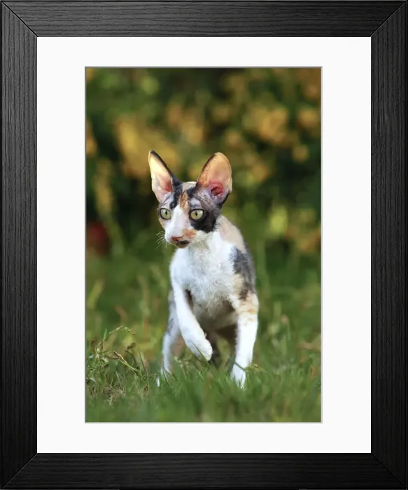 Framed Print : Cat - Cornish Rex Framed Print : Cat - Cornish Rex