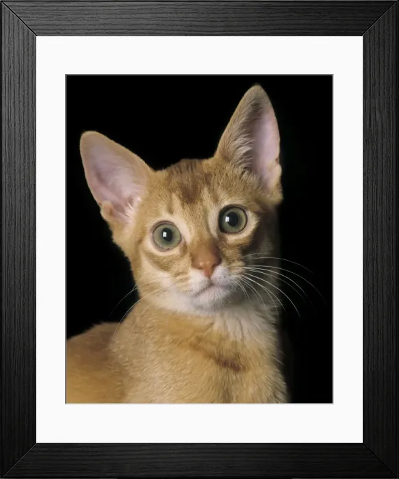 Framed Print : Cat - Abyssinian Sorrel Framed Print : Cat - Abyssinian Sorrel