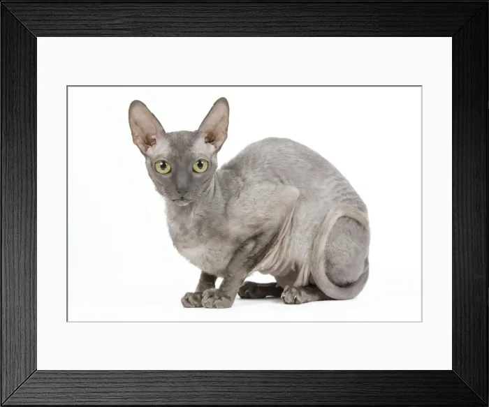 Framed Print : Cat - Cornish Rex Framed Print : Cat - Cornish Rex