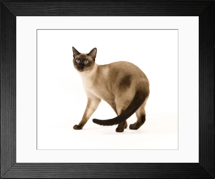 Framed Print : Cat - Thai Framed Print : Cat - Thai