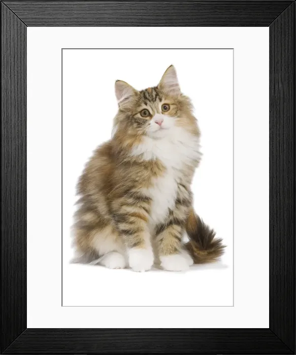 Framed Print : Cat - Norwegian Forest Cat Framed Print : Cat - Norwegian Forest Cat