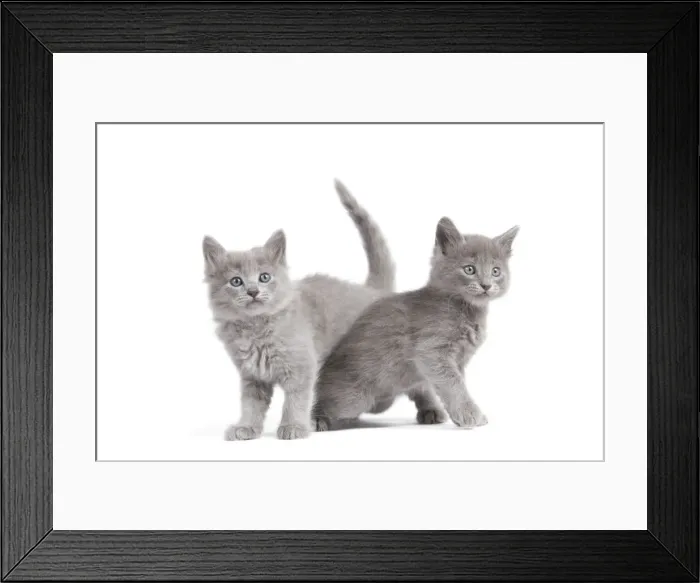 Framed Print : Cat - Nebelung Kittens Framed Print : Cat - Nebelung Kittens