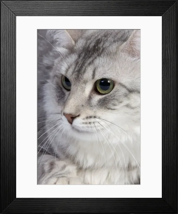Framed Print : Cat - Turkish Blue Silver Mackerel Tabby Framed Print : Cat - Turkish Blue Silver Mackerel Tabby