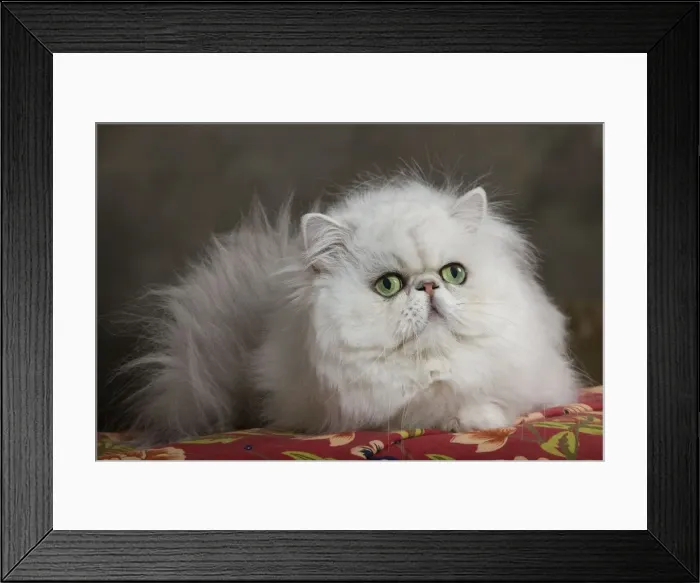 Framed Print : Cat - Persian Framed Print : Cat - Persian