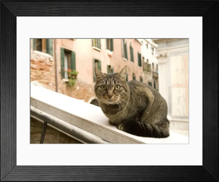 Framed Print : Cat - on ledge - Venice - Italy Framed Print : Cat - on ledge - Venice - Italy