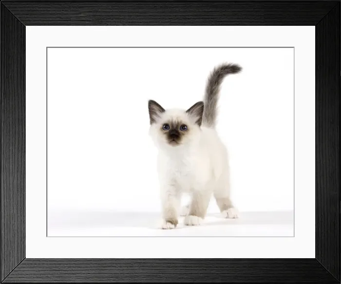 Framed Print : Cat - Birman kitten Framed Print : Cat - Birman kitten