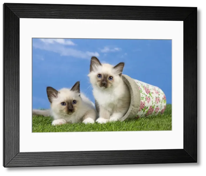 Framed Print : Cat - Birman kittens - playing with flowerpot Framed Print : Cat - Birman kittens - playing with flowerpot