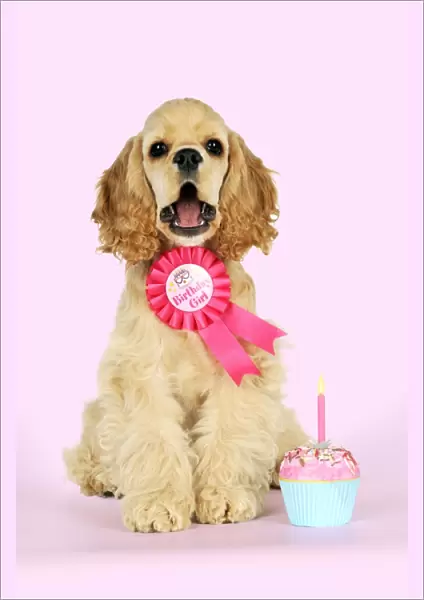 DOG - Cocker spaniel sitting next to cupcake wearing a birthday girl badge Digital Manipulation: pink background - added candle (JD)