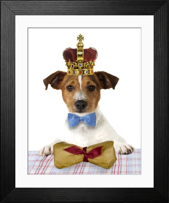 Framed Print : DOG. Jack russell terrier wearing bow tie sitting at table with gift wrapped bone parcel Digital Manipulated: added crown & bow tie JD - added parcel Su - removed plate & cutlery on table Framed Print : DOG. Jack russell terrier wearing bow tie sitting at table with gift wrapped bone parcel Digital Manipulated: added crown & bow tie JD - added parcel Su - removed plate & cutlery on table