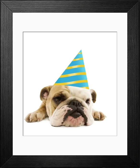 Framed Print : English Bulldog - lying down wearing party hat Digital Manipulation: hat (ardea) Framed Print : English Bulldog - lying down wearing party hat Digital Manipulation: hat (ardea)