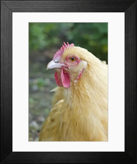 Framed Print : Orpington Buff Domestic chicken breed Essex, UK BI021197