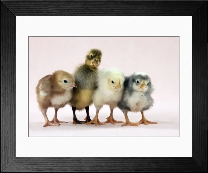 Framed Print : Chicks standing with duckling Framed Print : Chicks standing with duckling