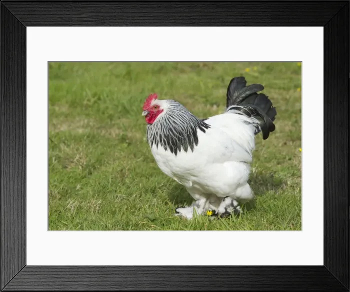 Framed Print : Sussex Domestic Chicken Breed Essex, UK BI021211