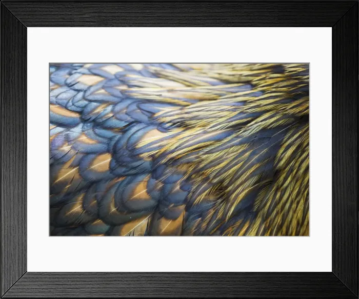 Framed Print : Orpington Gold Laced - feather detail Domestic chicken breed Essex, UK BI021202 Framed Print : Orpington Gold Laced - feather detail Domestic chicken breed Essex, UK BI021202
