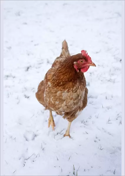 Chicken - in snow - Cornwall - UK