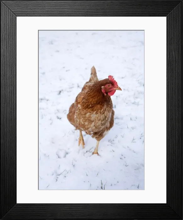 Framed Print : Chicken - in snow - Cornwall - UK Framed Print : Chicken - in snow - Cornwall - UK