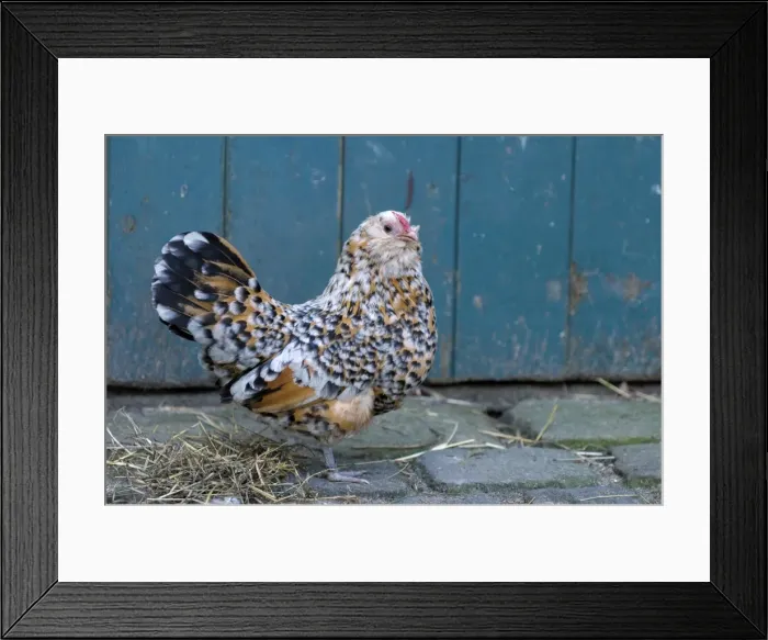 Framed Print : Antwerp Beard Hen Chicken - Germany - Nordhorn Framed Print : Antwerp Beard Hen Chicken - Germany - Nordhorn