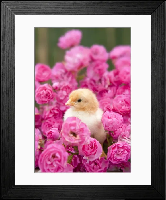 Framed Print : Chick - amongst Pink Roses - Cornwall - UK