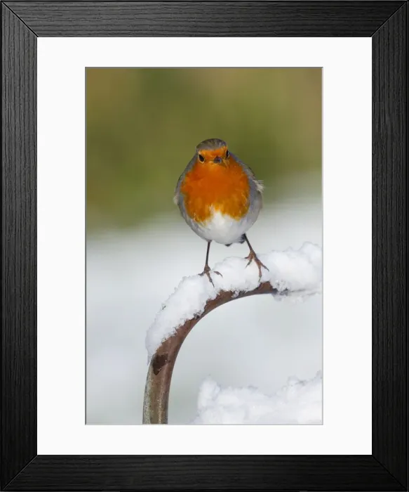 Framed Print : Robin - in snow - UK Framed Print : Robin - in snow - UK
