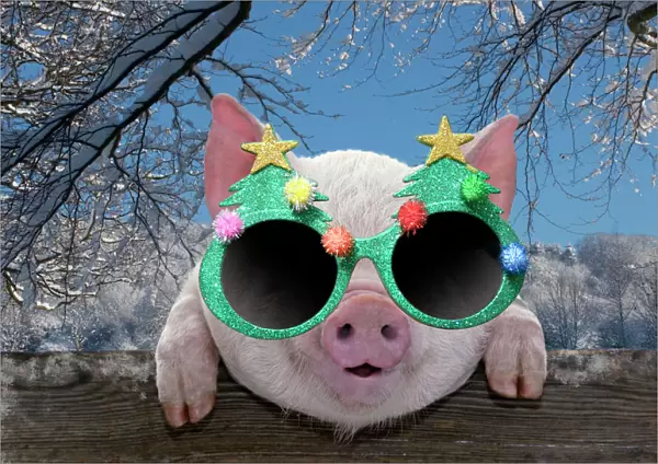 PIG - Piglet looking over fence wearing Christmas glasses in winter snow Digital Manipuation: Glasses (Su) background MAB