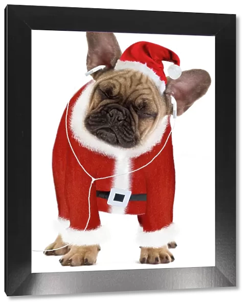 Dog - French Bulldog dressed as Father Christmas listening to earphones Digital Manipulation: Hat & belt (Su) - Outfit & headphones made (Ardea) - added head from LA-7712