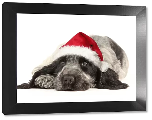 Dog - English Cocker Spaniel puppy in Christmas hat Digital Manipulation: Christmas hat (Su)