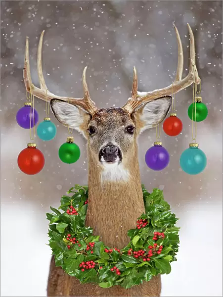 White-tailed Deer - buck in winter snow Digital Manipulation: added right hand side & removed tree - baubles Su - Wreath FEU