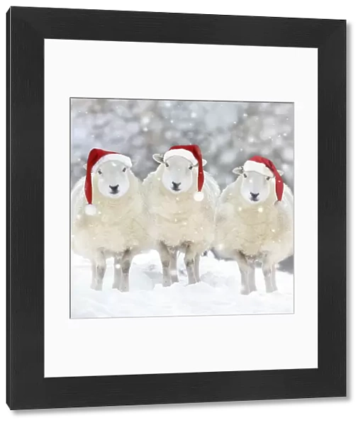 SHEEP - Texel ewes in snow wearing Christmas hats Digital Manipulation: Added shepp left & right - more snow - hats JD