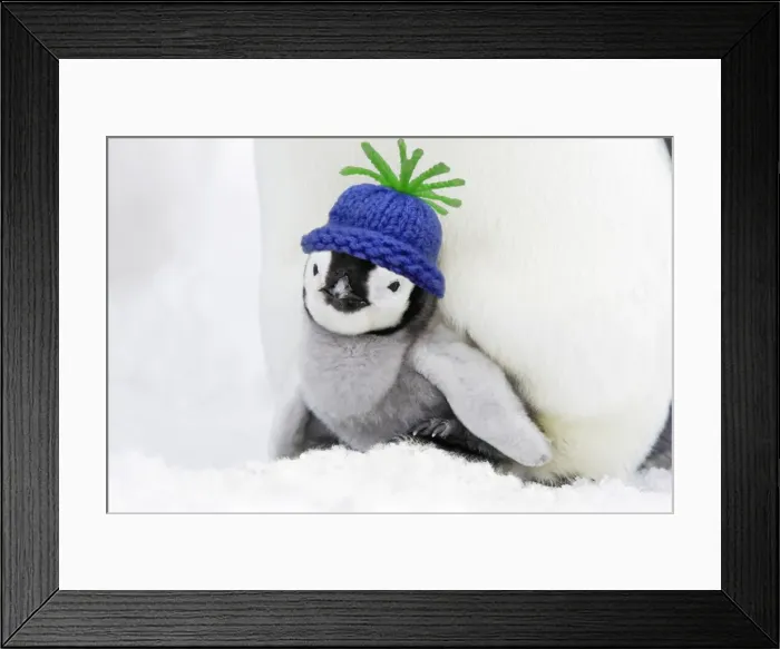 Framed Print : Emperor Penguin - chick sheltering on adult's feet with woolly hat Digital Manipulation: Hat SU - added snow to cover feet Framed Print : Emperor Penguin - chick sheltering on adult's feet with woolly hat Digital Manipulation: Hat SU - added snow to cover feet