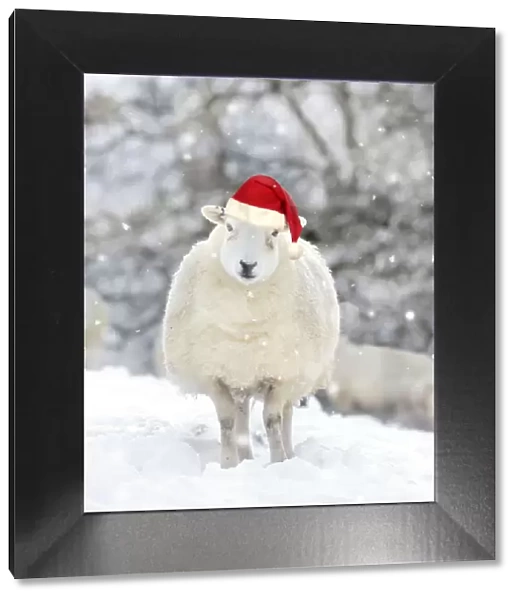 SHEEP - Texel ewe in snow wearing Christmas hat Digital Manipulation: Added snow - cleaned up background - Hat JD