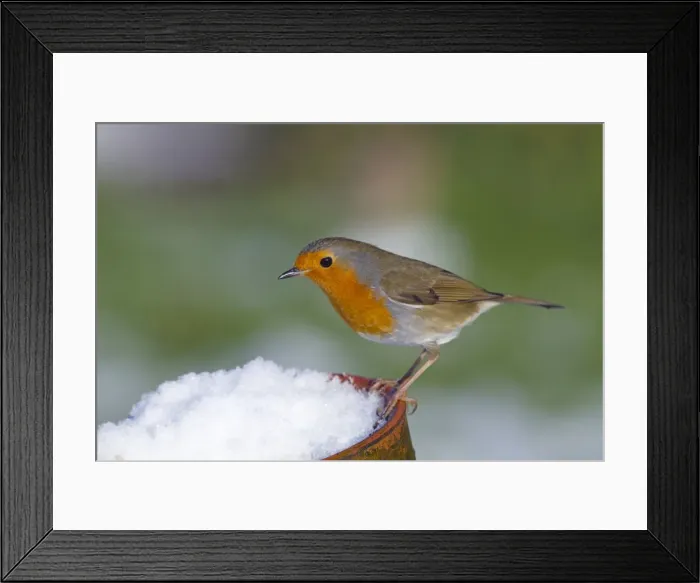 Framed Print : Robin - in snow on pot - UK Framed Print : Robin - in snow on pot - UK