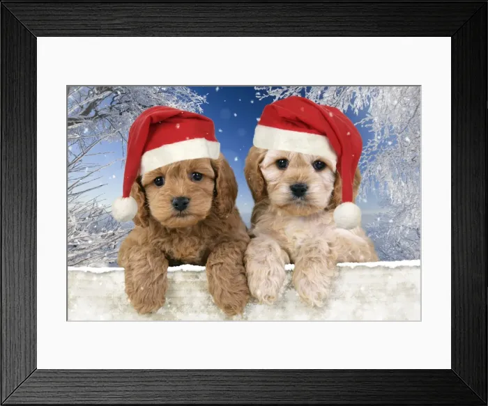 Framed Print : Dog. Cockerpoo puppies (7 weeks old) looking over fence wearing Chritmas hats in snow scene Digital Manipulation: background USH - Hats JD - added all the snow Framed Print : Dog. Cockerpoo puppies (7 weeks old) looking over fence wearing Chritmas hats in snow scene Digital Manipulation: background USH - Hats JD - added all the snow
