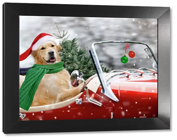 Golden Retriever Dog - driving car collecting Christmas tree Digital Manipulation: background (JD) Tree (JD) Hat (JD) scarf (Su) baubles (Su)