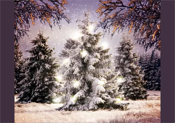 Snow - Conifers in winter landscape with Christmas lights. Digital Manipulation: montage of ME-983 & ME-1185 with lights coloured effects & snow