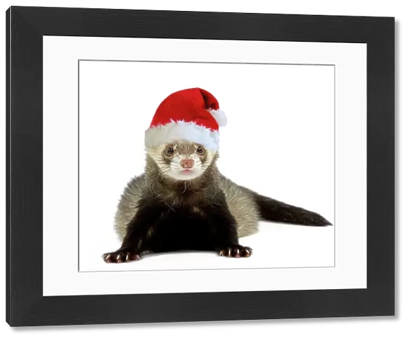Ferret - wearing Christmas hat Digital Manipulation: Hat Su